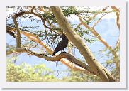 07IntoNgorongoro - 117 * Brown Snake-Eagle.